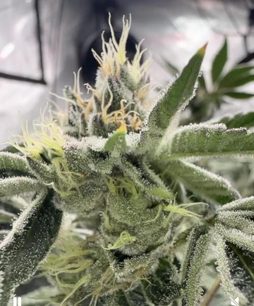 Blue Zushi. Week 8 - Trichomes! 