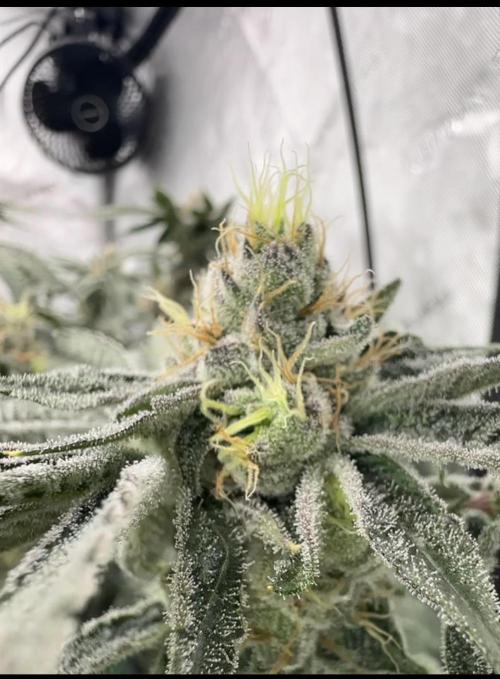 Blue Zushi. Week 9 - Frosty!