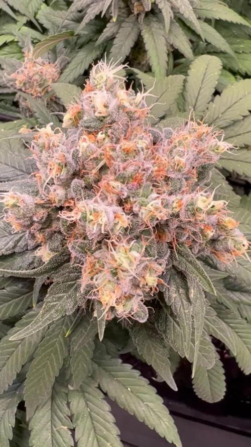 Skywalker Haze