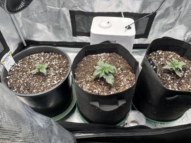 Mephisto Run. Week 3 - Left to right; Jedi Mind Juice, MephistOreoz, FSxGWK