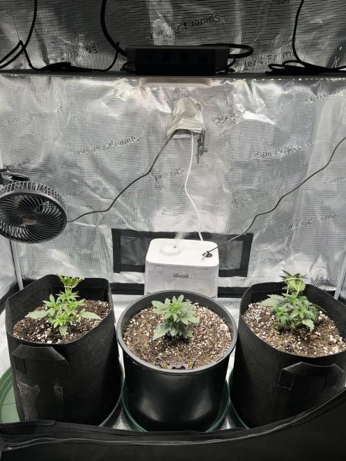 Mephisto Run. Week 4 - Left to right: FSxGWK, Jedi Mind Juice, MephistOreoz 