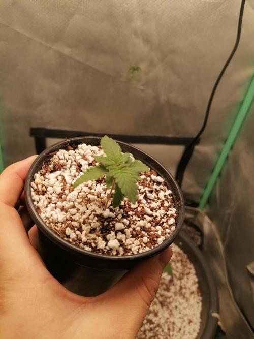 BigBerias