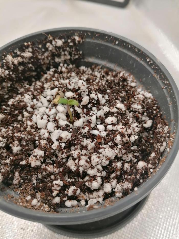 Blueberry OG. Week 0 - Germinated after 3 days