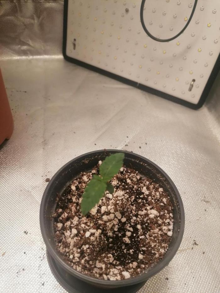 Blueberry OG. Week 1 - Day 8