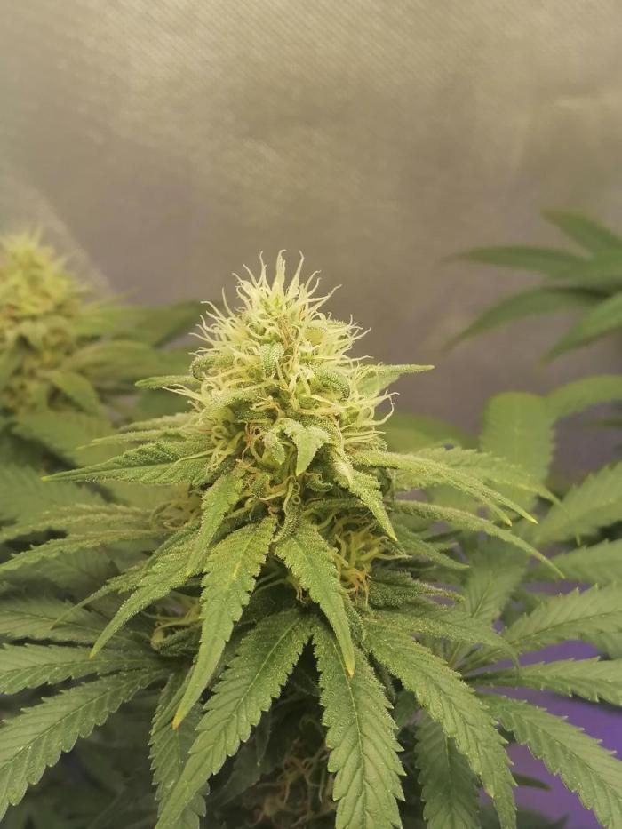 Lambs Bread. Week 18