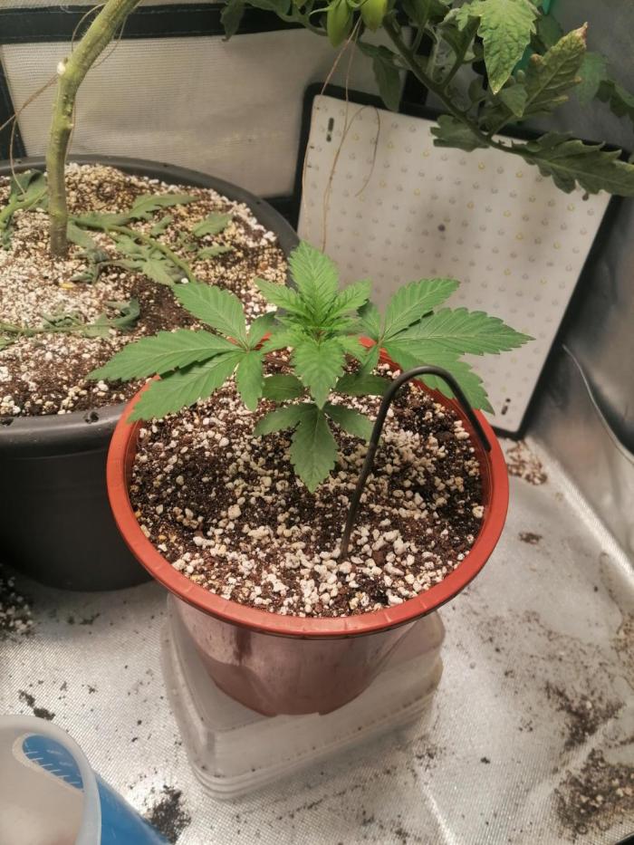 Blueberry OG. Week 3 - Day 22