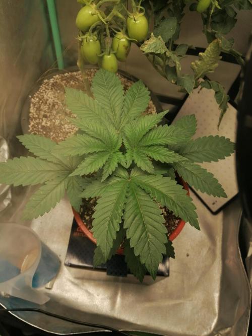 Blueberry OG. Week 4 - Day 29