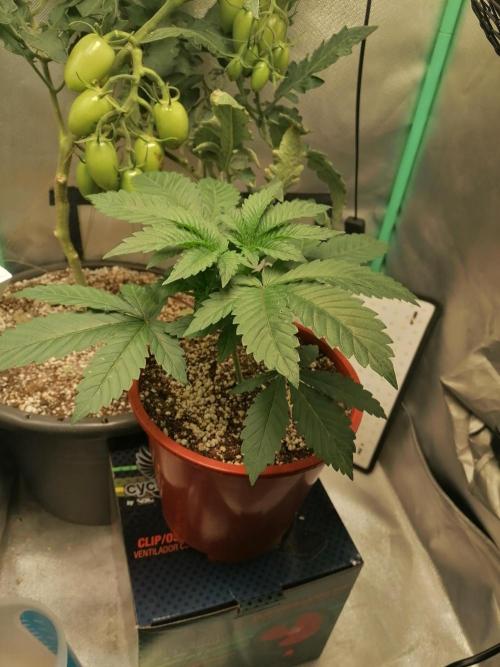 Blueberry OG. Week 4 - Day 29