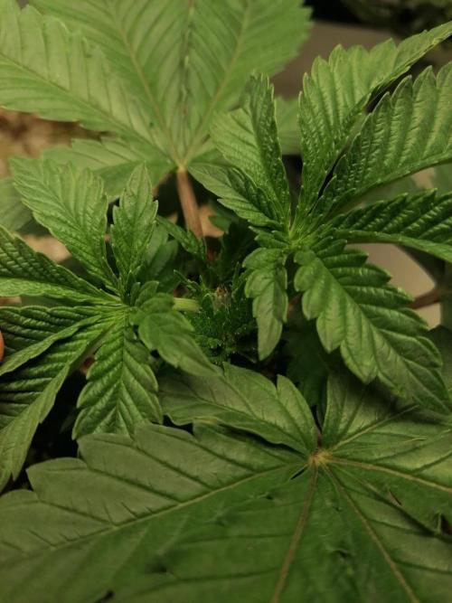 Blueberry OG. Week 4 - Day 29