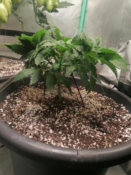 Blueberry OG. Week 5 - Day 36
