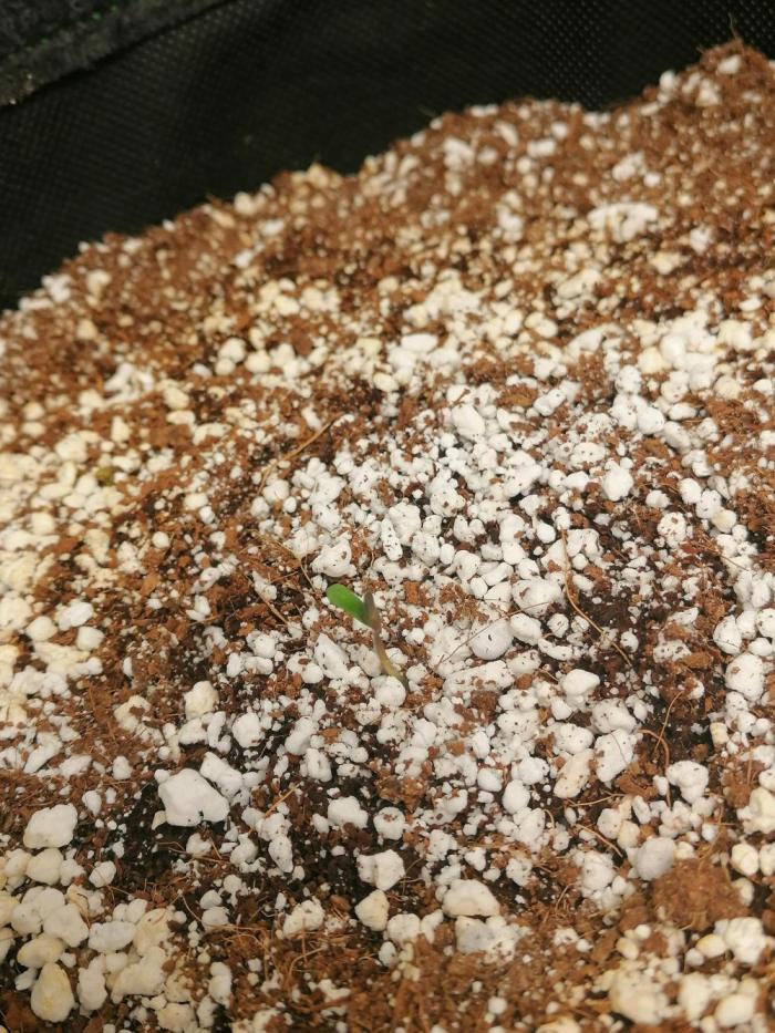 Apple Fritter Auto. Week 0 - Day 1