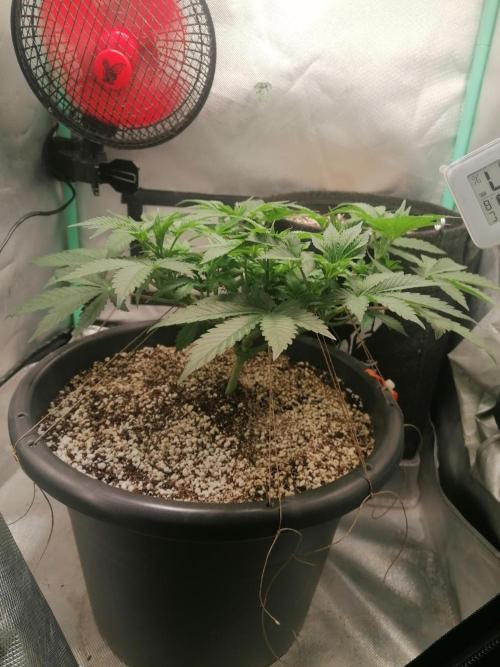 Blueberry OG. Week 6 - Day 43