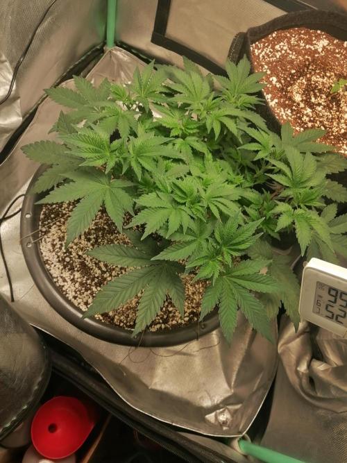 Blueberry OG. Week 6 - Day 43