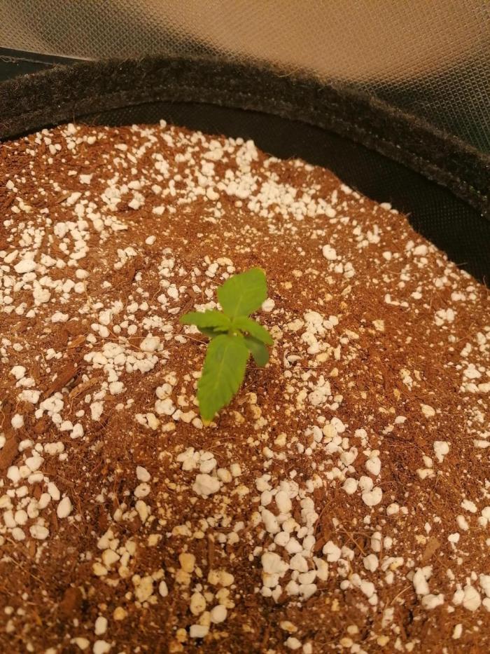 Apple Fritter Auto. Week 1 - Day 8
