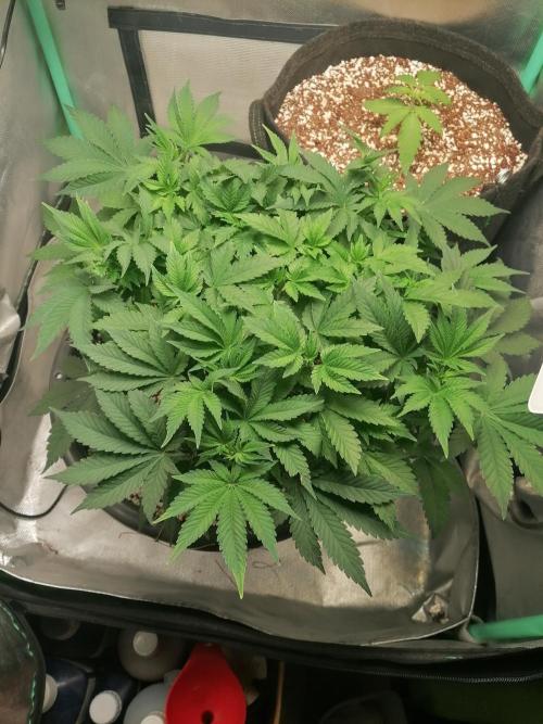 Blueberry OG. Week 7 - Dat 50