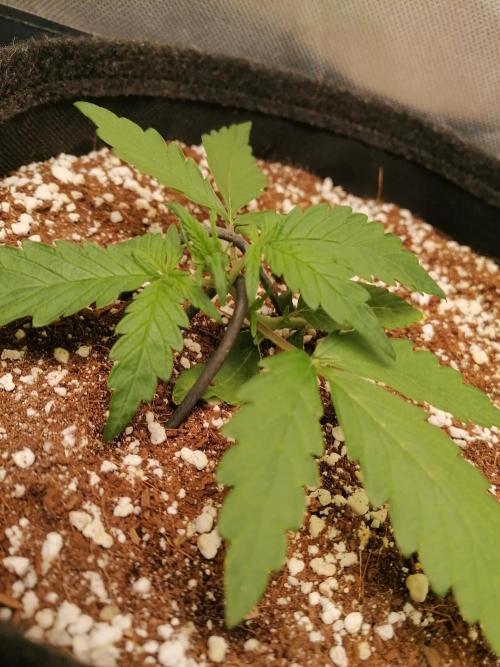 Apple Fritter Auto. Week 2 - Day 15