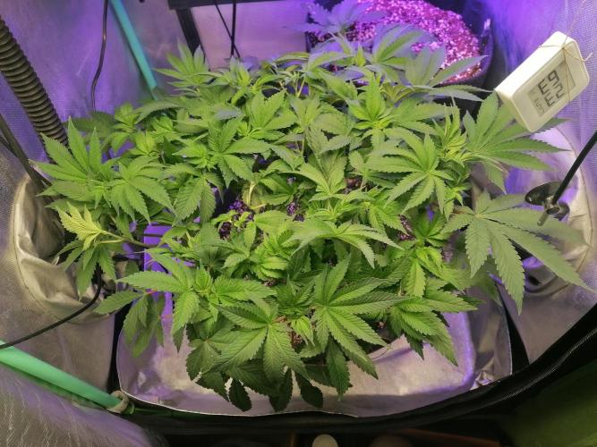 Blueberry OG. Week 8 - Day 57