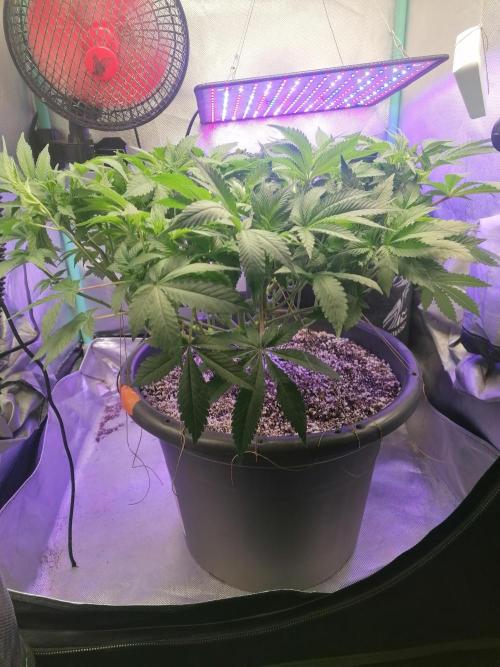 Blueberry OG. Week 8 - Day 57