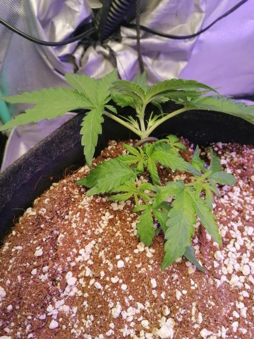 Apple Fritter Auto. Week 3 - Day 22