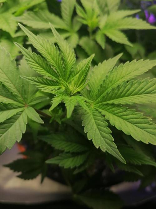 Blueberry OG. Week 9 - Day 64