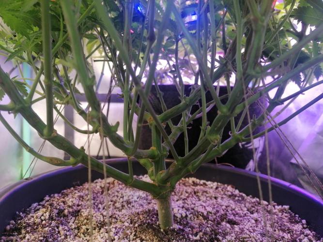 Blueberry OG. Week 9 - Day 64