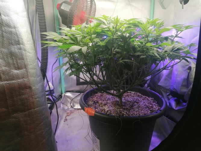 Blueberry OG. Week 9 - Day 64