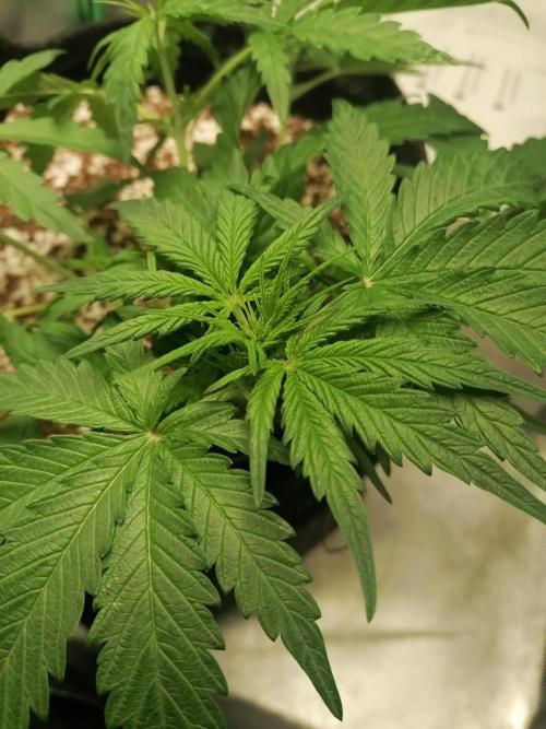 Apple Fritter Auto. Week 4 - Day 29