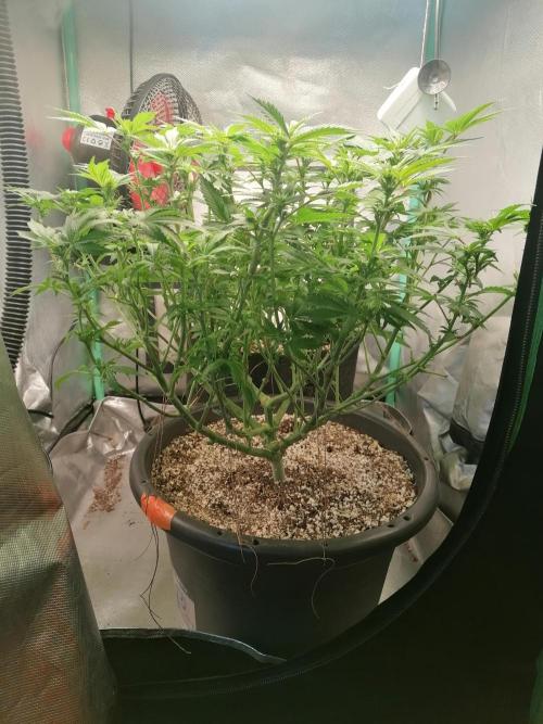 Blueberry OG. Week 10 - Day 71