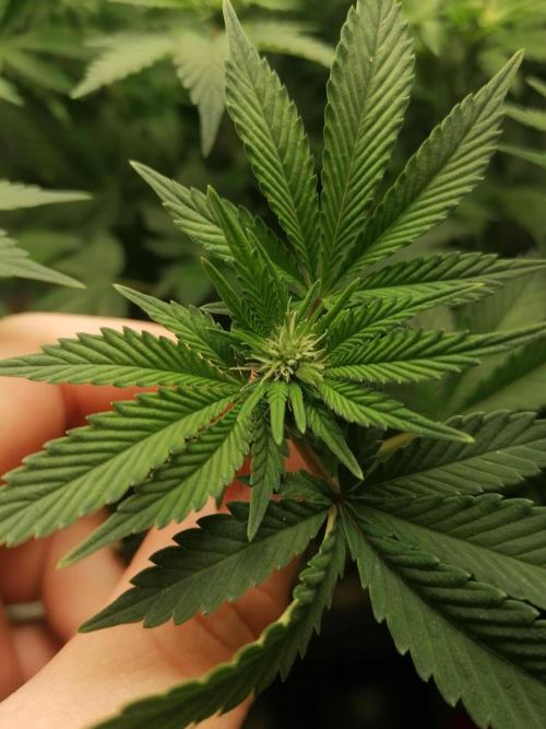 Blueberry OG. Week 10 - Day 71