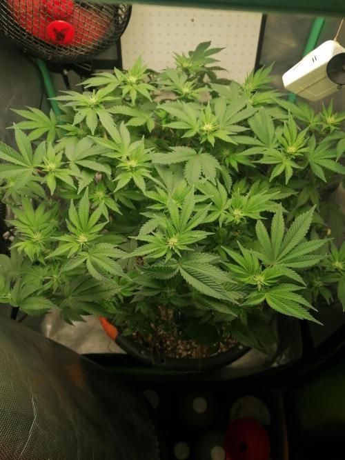 Blueberry OG. Week 10 - Day 71