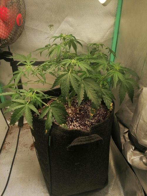 Apple Fritter Auto. Week 5 - Day 36