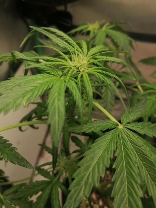 Apple Fritter Auto. Week 5 - Day 36