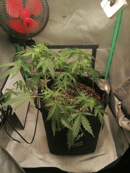 Apple Fritter Auto. Week 5 - Day 36