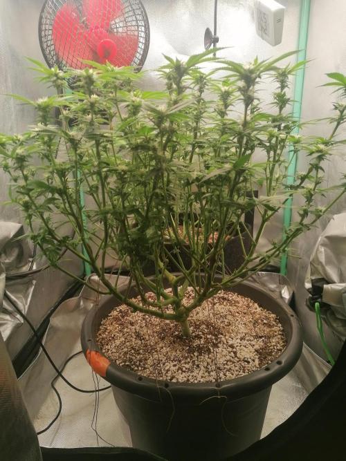 Blueberry OG. Week 11 - Day 78