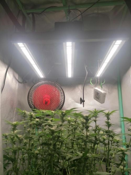 Blueberry OG. Week 11 - Day 78