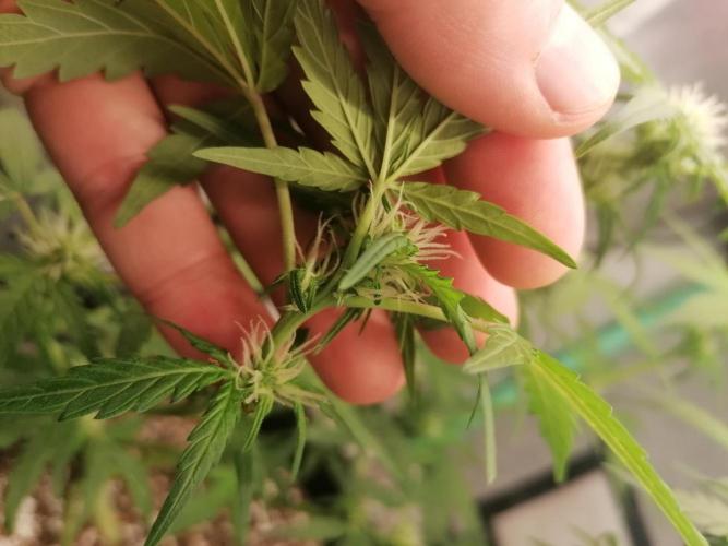 Apple Fritter Auto. Week 6 - Day 43