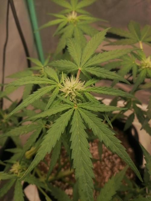 Apple Fritter Auto. Week 6 - Day 43