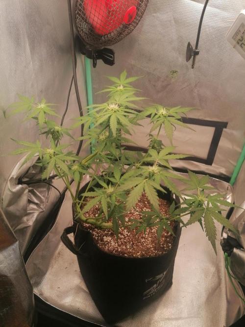 Apple Fritter Auto. Week 6 - Day 43