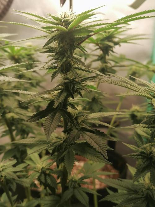 Blueberry OG. Week 12 - Day 85