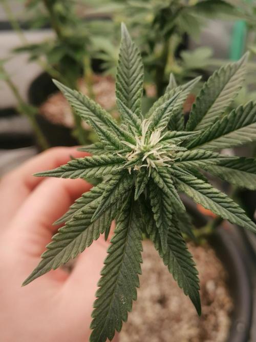 Blueberry OG. Week 12 - Day 85