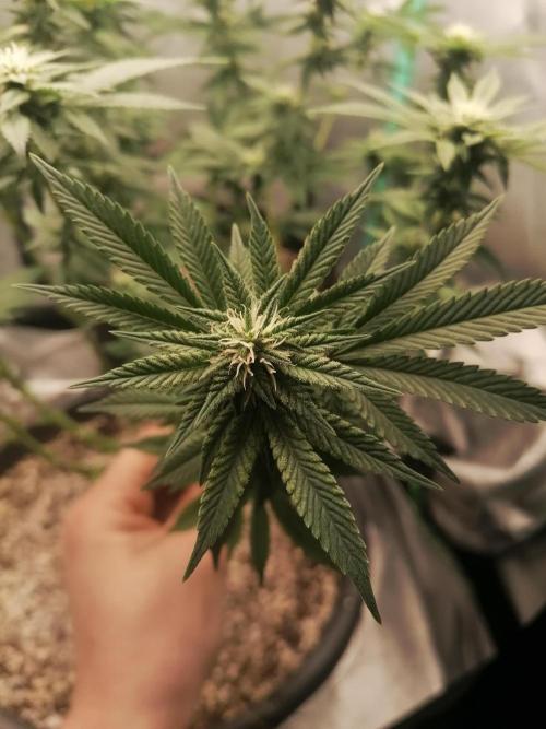 Blueberry OG. Week 12 - Day 85