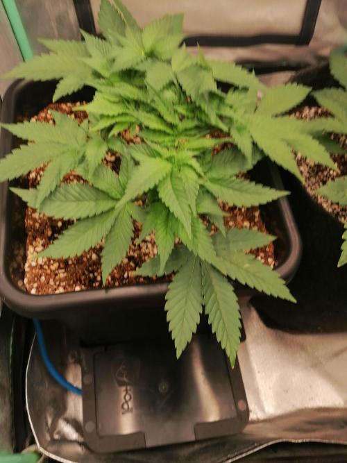 Lamb's Bread. Week 5