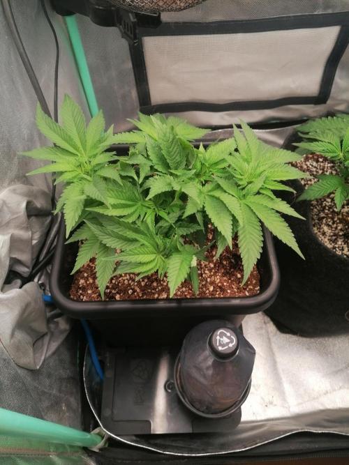 Lamb's Bread. Week 6