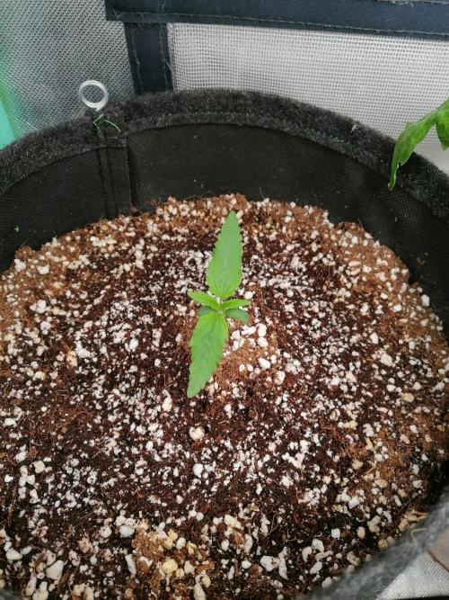 Cocos Premium. Week 1
