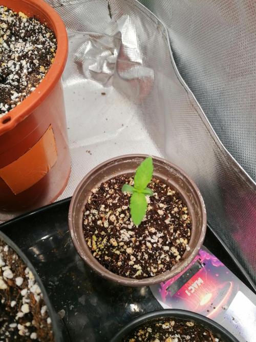 Mac 1. Week 1