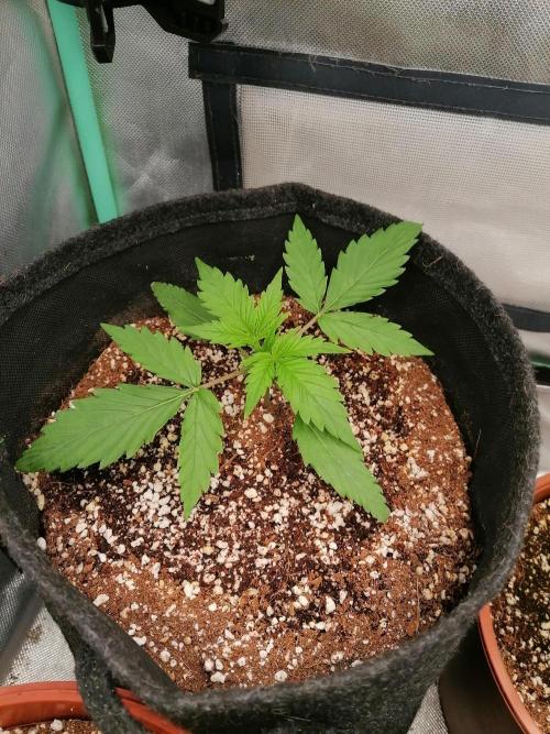 Cocos Premium. Week 2