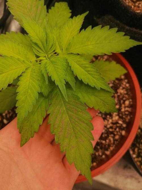 Critical. Week 3