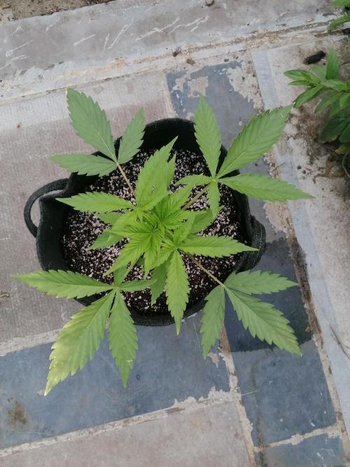 Cocos Premium. Week 3