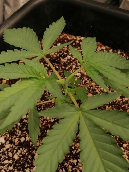 Mac 1. Week 3