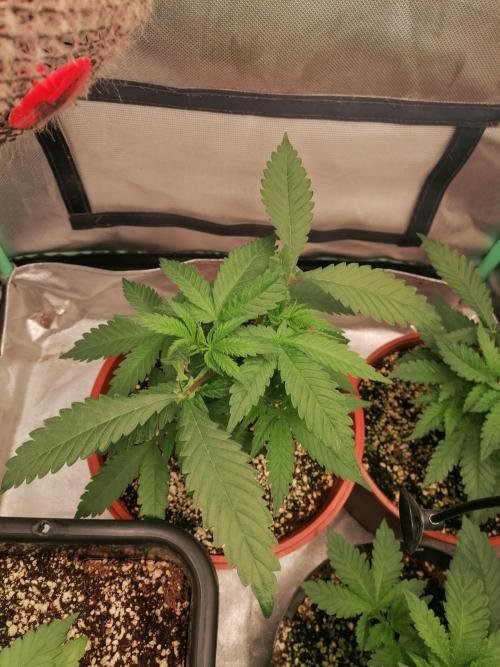 Critical. Week 4